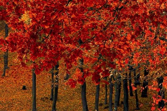 Autumn Trees